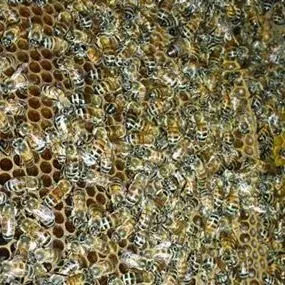 thumbnail for publication: African Honey Bee, Africanized Honey Bee, Killer Bee, Apis mellifera scutellata Lepeletier (Insecta: Hymenoptera: Apidae)